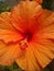 Orange colur hibiscus flowers in the garden