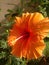 Orange colur hibiscus flowers in the garden