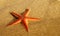 Orange Comb Starfish perspective at the beach - Astropecten sp.