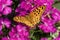 Orange Comma butterfly on pink flowers