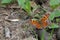 Orange Comma butterfly Polygonia c-album resting