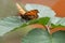 Orange Comma butterfly resting on green leaf