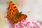 Orange Comma butterfly on Sedum flowers in fall