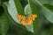 Orange comma butterfly sitting on cherry leaves
