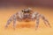 Orange common jumping spider act like present arm
