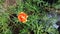 Orange common purslane flower