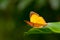 Orange common yamfly butterfly
