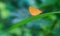 Orange common yamfly butterfly on green leaf