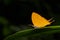 Orange common yamfly butterfly on green leaf