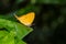 Orange common yamfly butterfly on green leaf