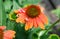 Orange Coneflower Echinacea