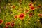 Orange coneflower wild flowers in a field with those in foreground in focus and back bokeh - Selective focus - background