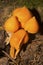 Orange, conical mushroom in the woods on Mt. Kearsarge