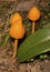 Orange, conical mushroom in the woods on Mt. Kearsarge