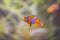 Orange Coral Reel Fish in Thailand`s under sea