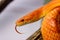 Orange corn snake crawling on a branch and sticking out it`s ton