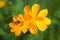 Orange cosmea flower with bee