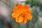 Orange cosmo Flower