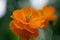 Orange Cosmos caudatus bokeh