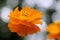 Orange Cosmos caudatus bokeh