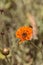 Orange cosmos daisy, Cosmos sulphureus, flower