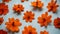 Orange cosmos flower