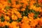 Orange Cosmos Flower