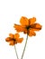 Orange cosmos flower