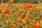 Orange cosmos flower