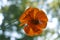 Orange cosmos flower on artistic blurred  background of trees