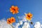 Orange Cosmos flower and blue sky