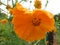 Orange Cosmos Flower in the Rain