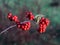 Orange cotoneaster branches full of ripe fruits