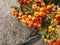 Orange Cotoneaster or Pyracantha berries