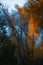 Orange cottonwood glowing in fading sunset light with dark blue skies in Colorado during autumn