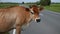 Orange cow on the road near the farm