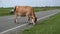 Orange cow on the road near the farm