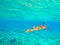 Orange crab attack on a beautiful turquoise ocean in Seychelles underwater near Ile Coco