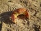 orange crab basks on the sandy sea beach