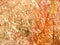 orange crack root marble granite stone luxury interior floor