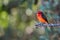 Orange Crested Bird