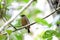 Orange-crested Manakin