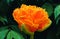Orange CRISPION BEAUTY tulip on dark green vegetation background in spring.