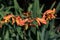 Orange Crocosmia aurea flowers outdoors.