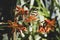 Orange Crocosmia aurea flowers outdoors.