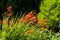 Orange crocosmia in an English garden