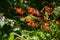 Orange crocosmia flowers bloomimg in a garden