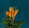 Orange crocus heuffelianus flowers, floral arrangement, bouquet, green background, close up