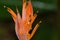 Orange croscosmia flower on plant