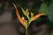 Orange croscosmia flower on plant